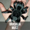 Brasiilia Must