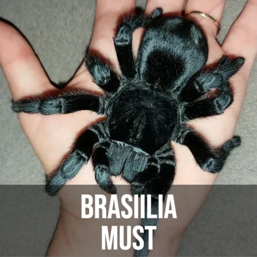Brasiilia Must