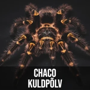 Chaco KuldPõlv Chaco Kuldpõlv