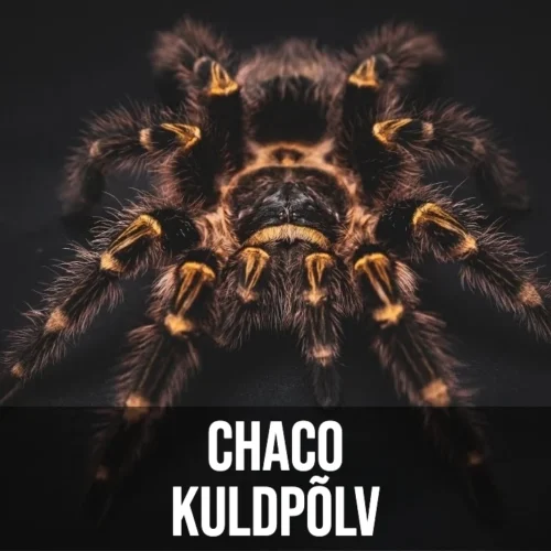 Chaco KuldPõlv Chaco Kuldpõlv