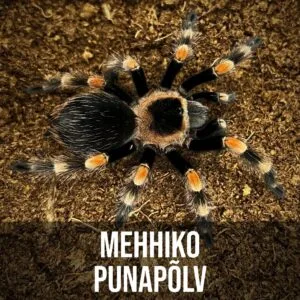 Mehhiko Punapõlv