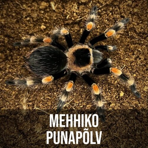 Mehhiko Punapõlv 9cm Mehhiko Punapõlv