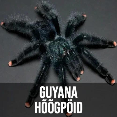 Guyana Hõõgpöid