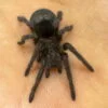 Brasiilia Must 4cm Brasiilia Must