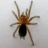 Brasiilia Must 2cm Brasiilia Must