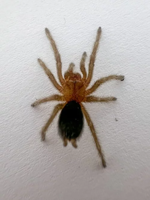 Brasiilia Must 2cm Brasiilia Must