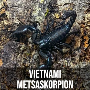 Vietnami Metsaskorpion Vietnami Metsaskorpion