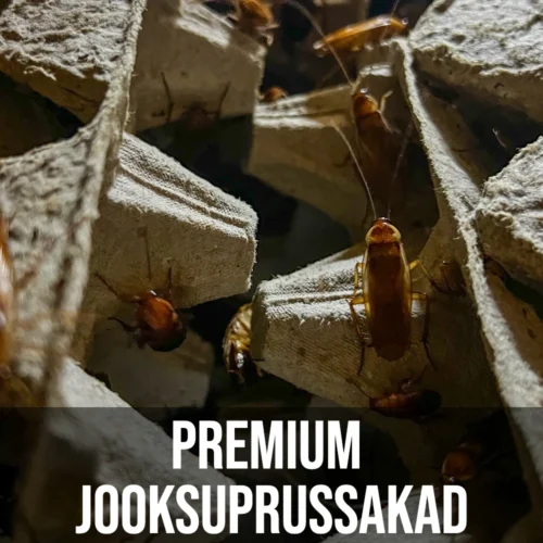 Premium Jooksuprussakad munarestidel.