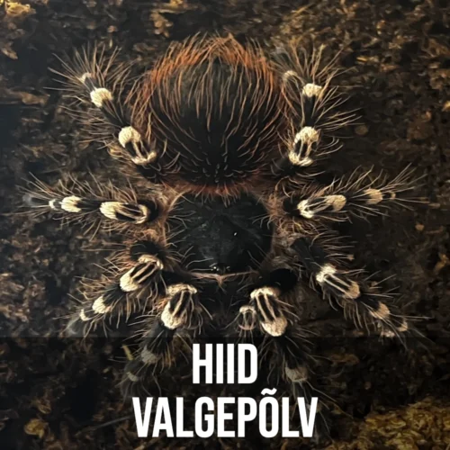 Hiid Valgepõlv