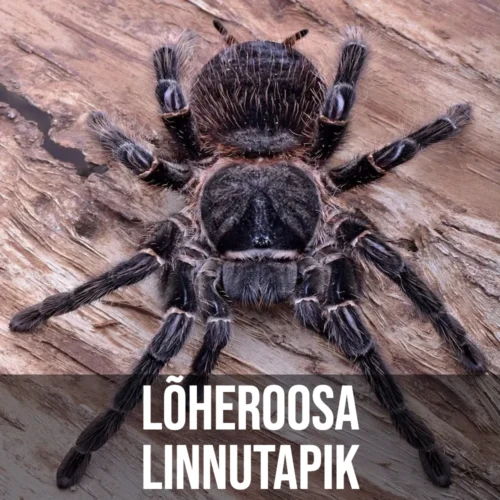 Lõheroosa Linnutapik Lõheroosa Linnutapik