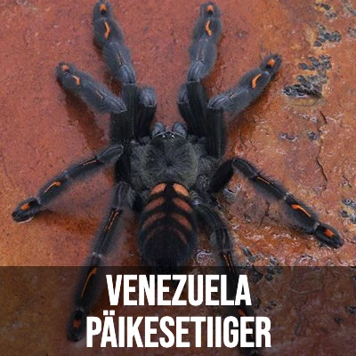 Venezuela Päikesetiiger